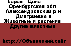 баран › Цена ­ 12 000 - Оренбургская обл., Александровский р-н, Дмитриевка п. Животные и растения » Другие животные   